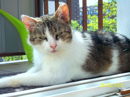 Micia
