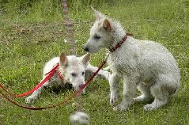 #BiałyOwczarekSzwajcarski #owczarek #owczarki #BiałeOwczarki #BiałyOwczarek #szczenięta #szczeniaczki