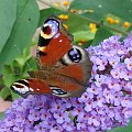 #motyl #motyle #butterfly #butterflies #buddleia #budleja #bush #RusałkaPawik #InachisIo