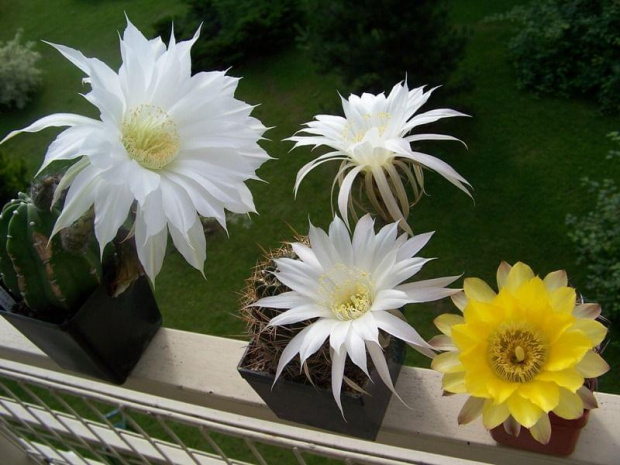 Echinopsis i Acanthocalycium glaucum