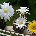 Echinopsis i Acanthocalycium glaucum