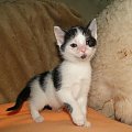 Koty do adopcji #koty #kot #adopcje #adoptuję #przygarnę #Gliwice #schronisko #zaadoptuję #szukam