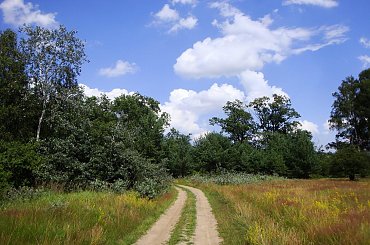 Łęgi Mechlińskie- droga wzdłuż nadwarciańskiej łąki #widok #lato #krajobraz #ŁęgiMechlińskie