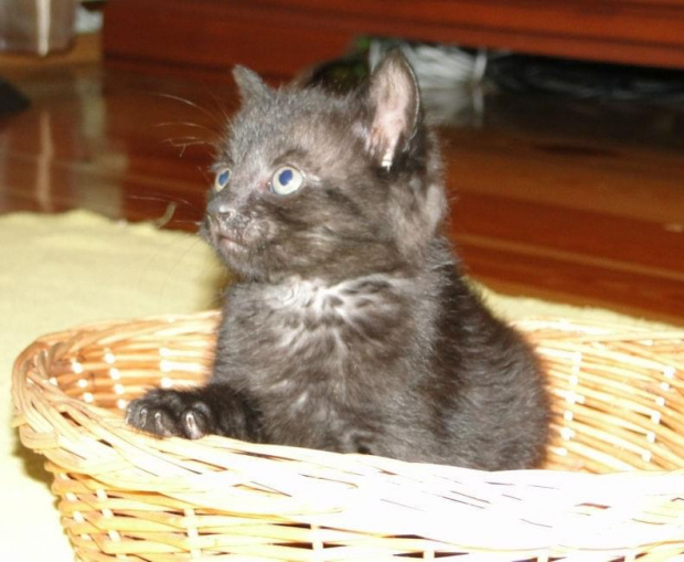 Koty do adopcji #koty #kot #adopcje #adoptuję #przygarnę #Gliwice #schronisko #zaadoptuję #szukam