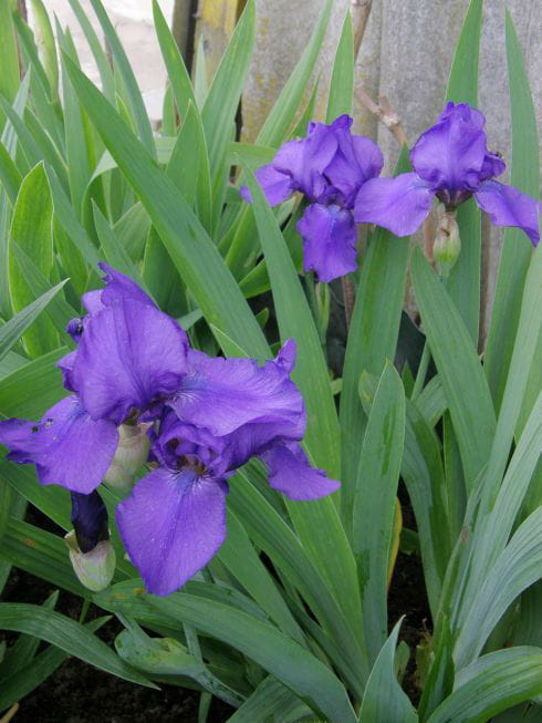 #iris