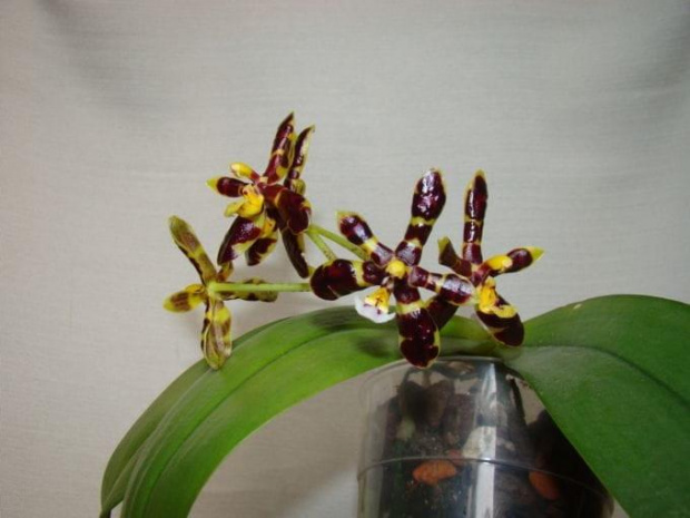 Phalaenopsis mannii black