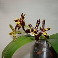 Phalaenopsis mannii black