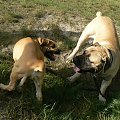 boerboel Gdańsk Shek Xantiland Charon Ballotada #boerboel