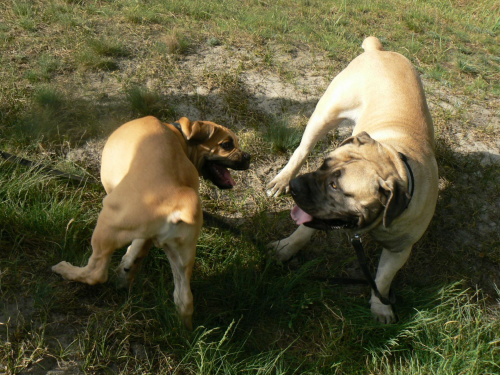 boerboel Gdańsk Shek Xantiland Charon Ballotada #boerboel