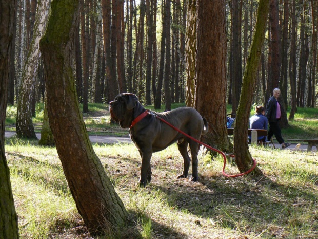 kolega Szejka Mastino Leoś #LeonMastinoNeapolitano