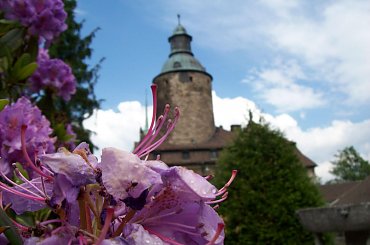 Zamek Czocha z mokrymi od deszczu rododendronami :) #ZamekCzocha