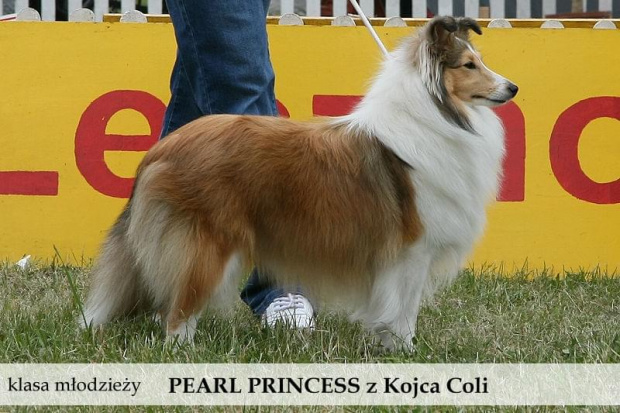 owczarek szetlandzki sheltie