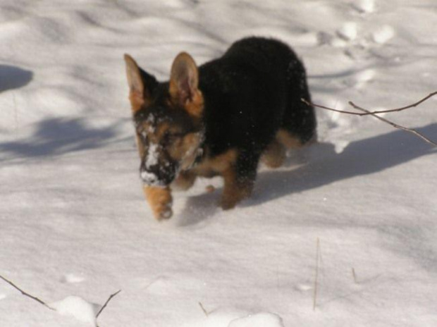 to moja sunia w styczniu
IXI Canis Wet