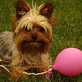 różowy balonik:) #Pies #natura #balon