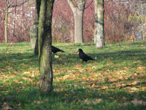 park jesienią..