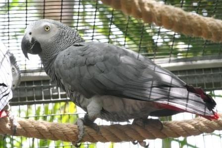 Papugi w Loro Parku. Żako kongijskie.