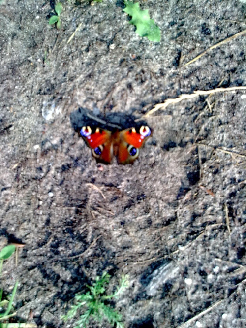 Motylek #Motyl #owad