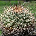 Mammillaria