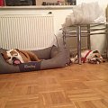 #bulldog #FioletoweForum #ForumBuldogaAngielskiego #pies