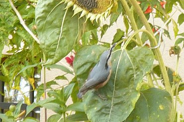 kowalik łasuch #kowalik #ptaki #słonecznik