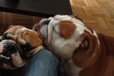 #BuldogAngielski #Gibson #Gouda #forum