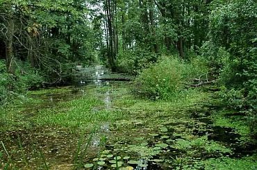 #siemiatycze #bug #PrzełomBugu #rzeka #drohiczyn #korczew #olendry #podlasie #bużyska