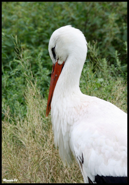 W poznańskim zoo