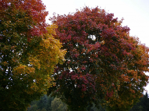 polska jesień drzewo7 #PolskaJesień