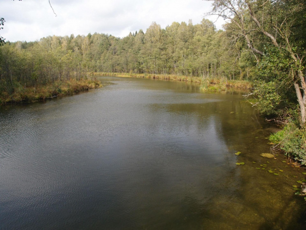 Brodnicki Park Krajobrazowy #BrodnickiParkKrajobrazowy #las #rower