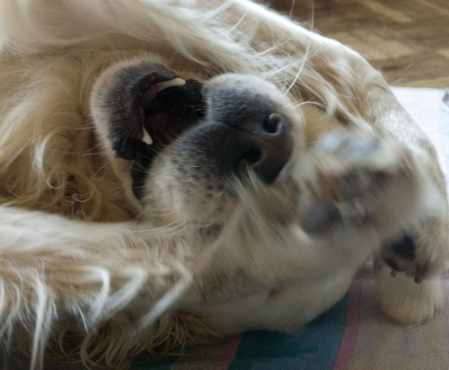 portrety Rokiego #pies #zwierzęta