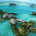 Żółwie w małym basenie.