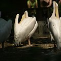 Pelikany #ZwierzętaPelikany