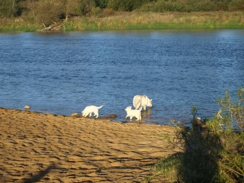 Plaża nad Wartą #KsiężeMłyny #Łódź #OśrodekWczasowy #Vantur #wakacje #ZPsami