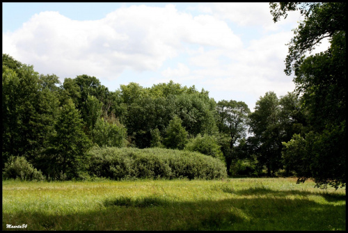 Arboretum w Kórniku