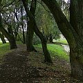 w szeregu