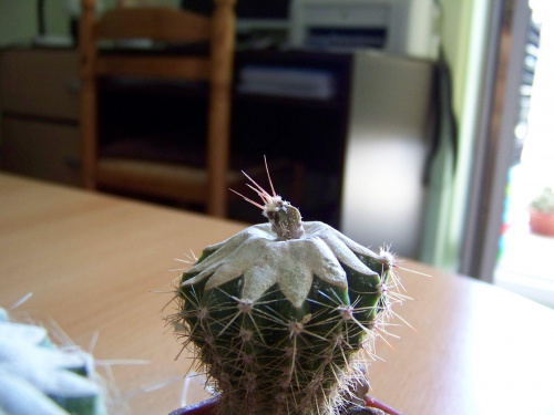 Astrophytum na Echinopsis 3 tygodnie