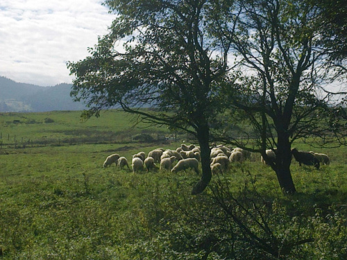 #owce #owieczki #barany #baranki