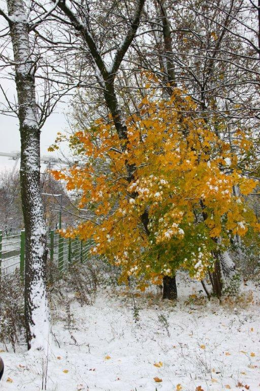 Październikowa zima w Parku Śląskim w Chorzowie 28.10.2012 #AtakZimy #GórnyŚląsk #ParkŚląskiWChorzowie #śnieg #zima #ZimaWPaździerniku