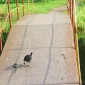 przeciąganko...