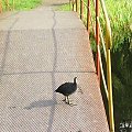 ...i kto ma pierwszeństwo..?!? :-)