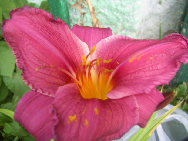 liliowce 2009