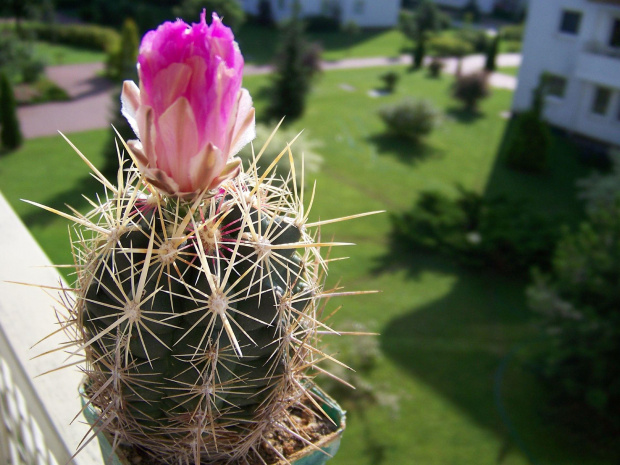 Thelocactus bicolor