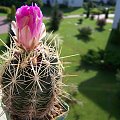 Thelocactus bicolor