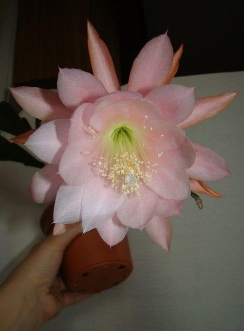 Epiphyllum CGS-XV