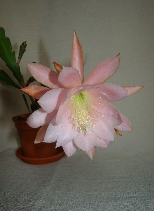 Epiphyllum CGS-XV