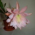 Epiphyllum CGS-XV