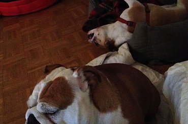 #buldog #FioletoweForum #forum