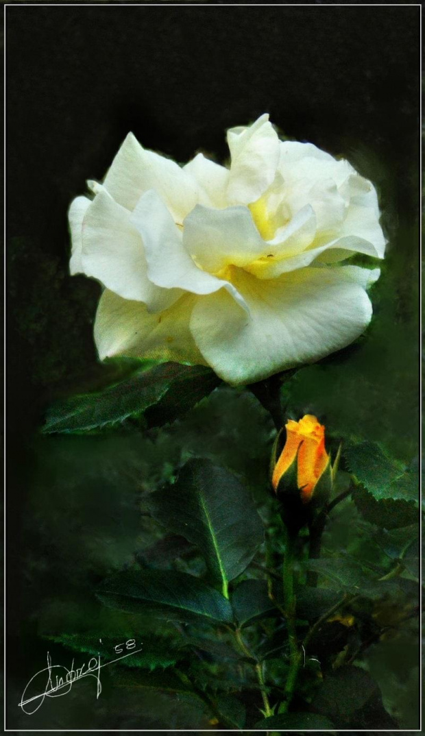 #Róża #rosa #róże #kwiaty #kwiat #ogród