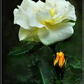 #Róża #rosa #róże #kwiaty #kwiat #ogród