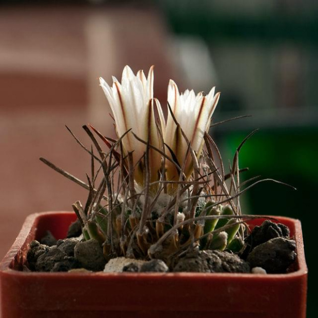 turbinicarpus gracilis, Aramberi NL #ariocarpus #AriocarpusKotschoubeyanus #turbinicarpus #TurbinicarpusGracilis